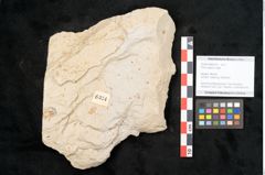 Foto (Objekt + Etikett) von Pinus hepios Unger (NHMW-GEO-2024-0188-6374)